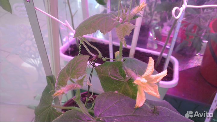 Фитосветильники для растений