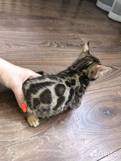 Бенгальские котята
