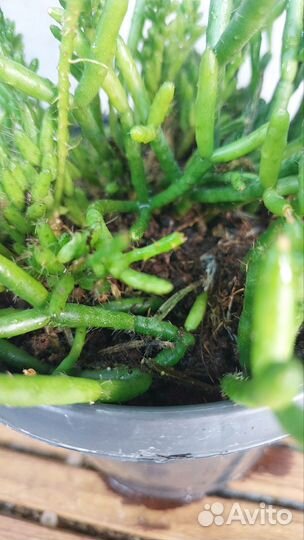 Рипсалис микс