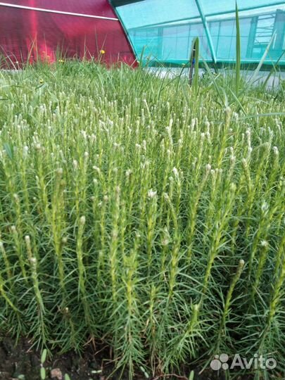 Саженцы ели европейской зкс в розницу