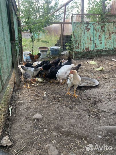 Куры 4 месяца