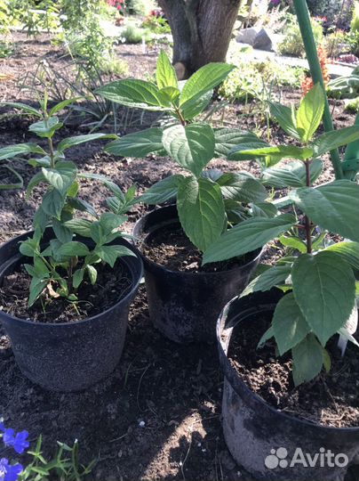 Гортензия мегаминди 1-летка