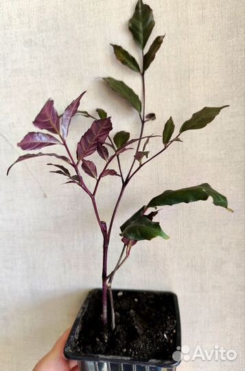 Леея гвинейская Бургунди