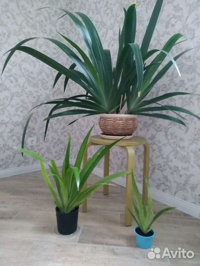 Шагающий ирис, детки