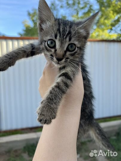 Котята ищут свой дом