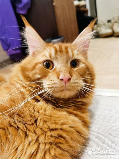 Мейн-кун вязка