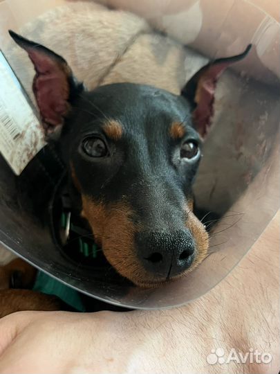 Цвергпинчер