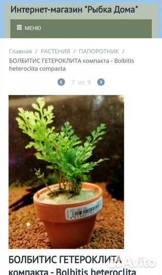 Болбитис Аквариумные рыбки и растения в магазине