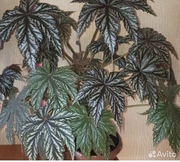 Бегония грифон