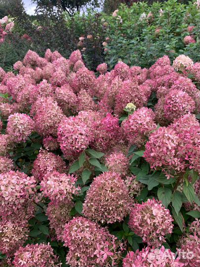 Пиксио Pixio Гортензия метельчатая