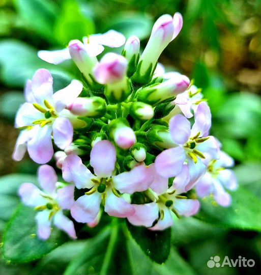 Михелия, Алигоне и другие