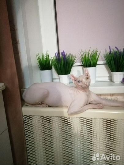 Кот вязка