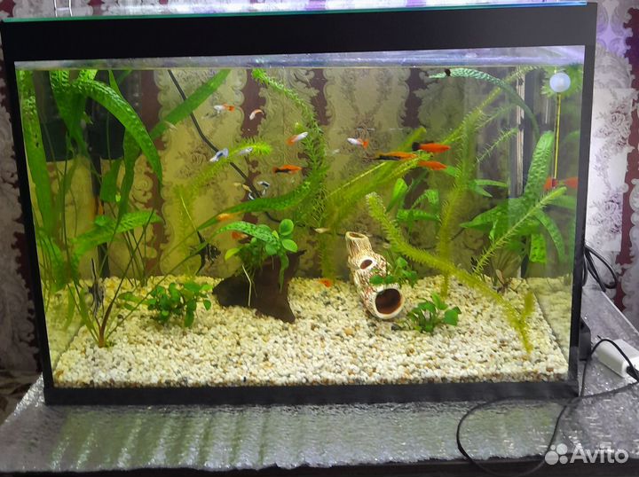 Аквариумные рыбки гуппи