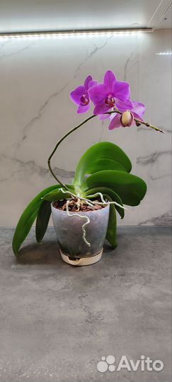 Орхидея фаленопсис обмен
