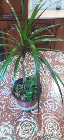 Комнатные растения и цветы