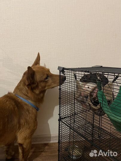 Передержка собак и не только