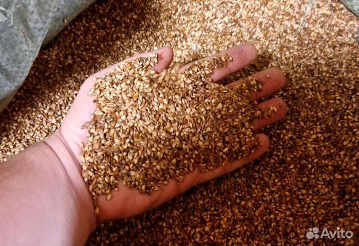 Семена ели обыкновенной