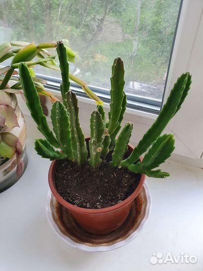 Стапелия комнатное растение