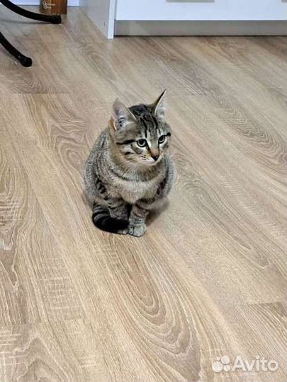 Отдам котенка