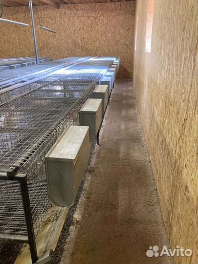 Кролики Клетки