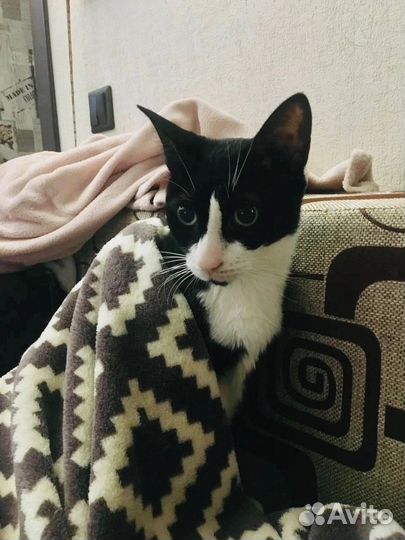 Кот ищет дом