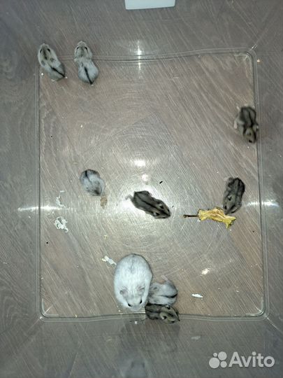 Джунгарские хомяки