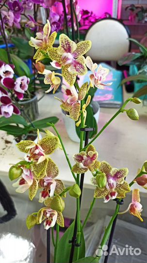 Орхидея фаленопсис