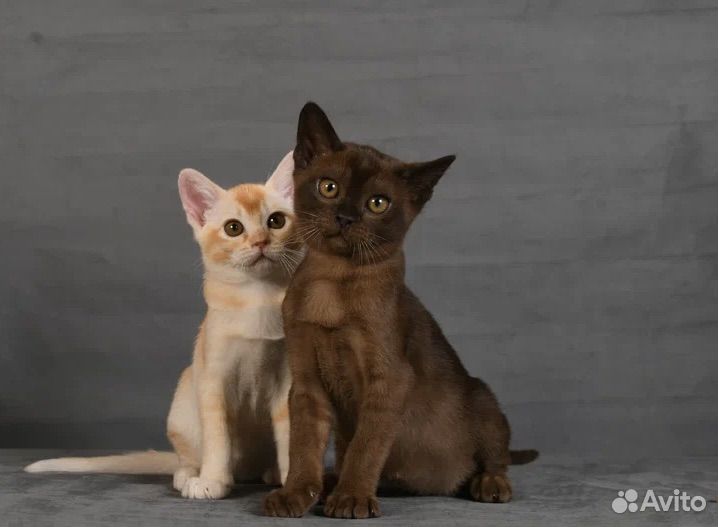 Бурманские котята