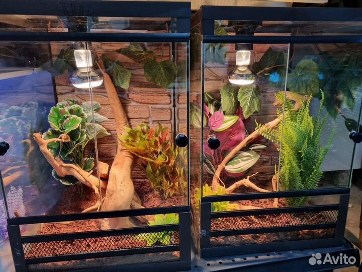 Отель передержка рептилий