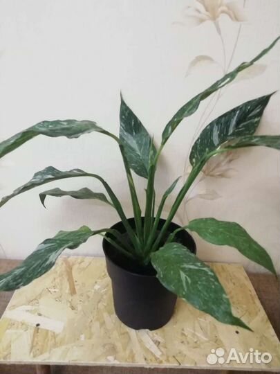 Спатифиллум