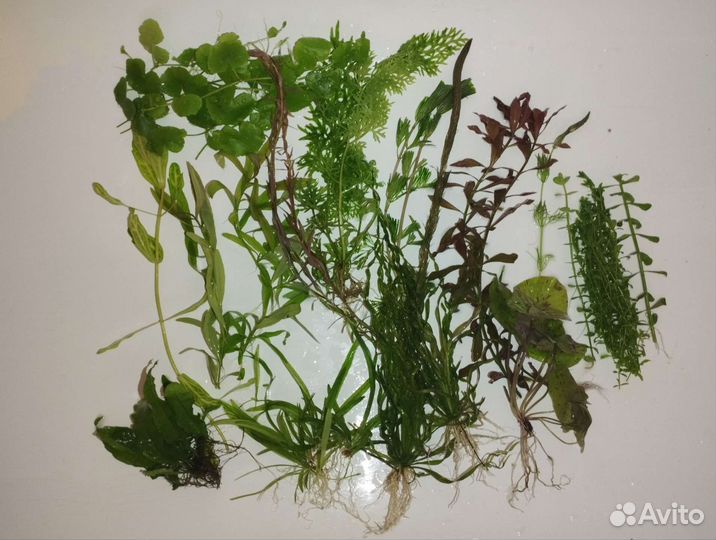 Аквариумные растения прополка