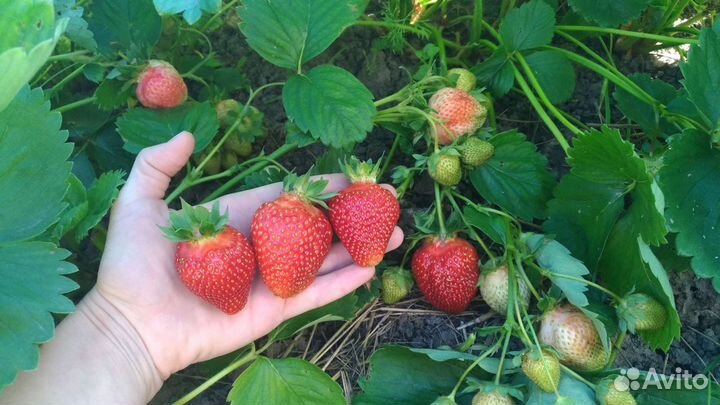 Рассада клубники Луховицы