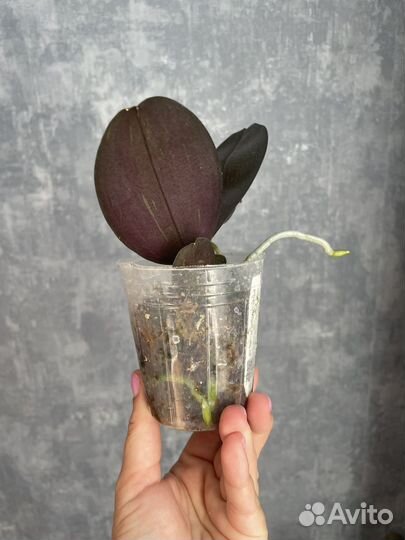 Орхидея angel rose M