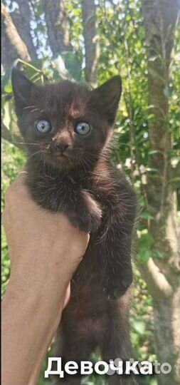 Котята бесплатно