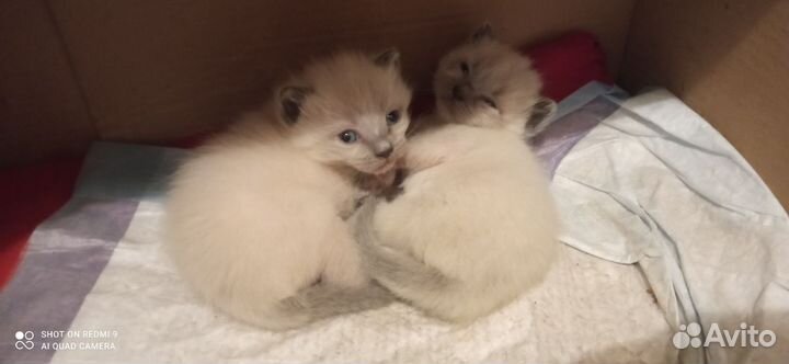 Сиамские котята