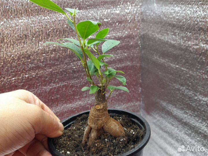 Тисс ягодный Давид. Фикус ретуза