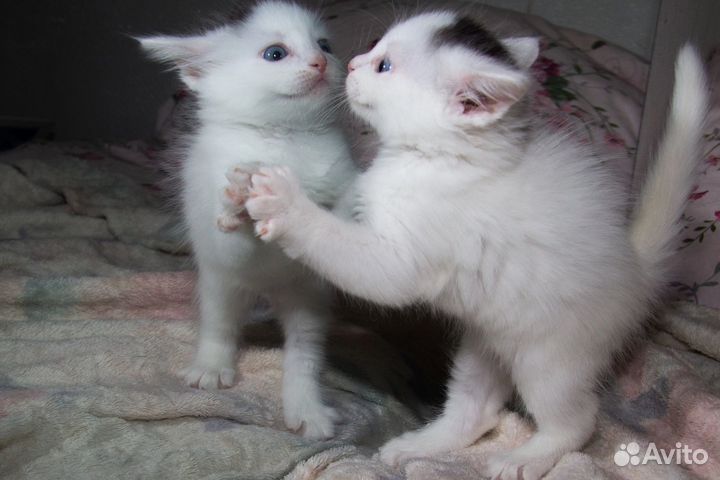 Котята пушистые