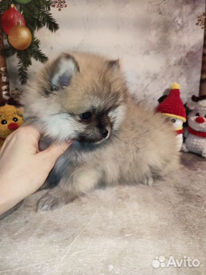 Шпиц девочка