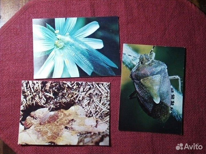 Открытки СССР (Насекомые) 1980 год