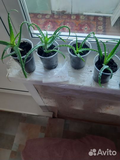 Алоэ лечебный,Алоэ Вера