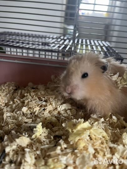 Сирийский хомяк