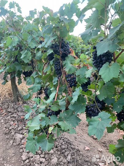 Виноград винный оптом