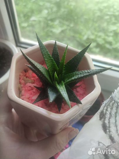 Хавортия вариегатная