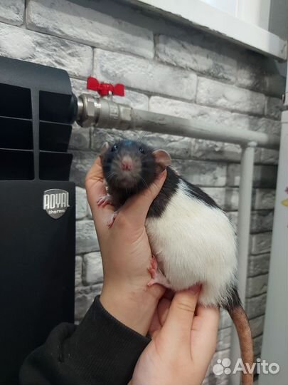 Крысы Дамбо девочки