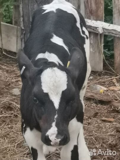 Телочка высокоудойная голштинка