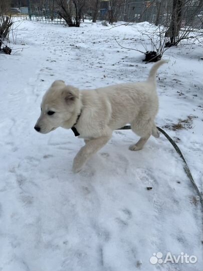 Щенок в добрые руки