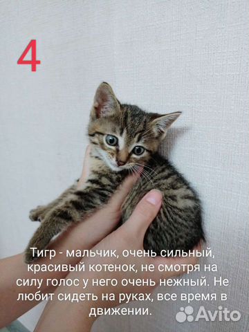 Котёнок в добрые руки, мальчик объявление продам