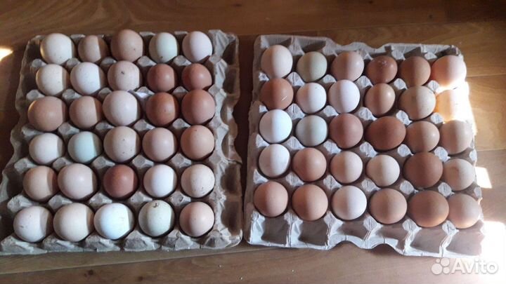 Домашние, пищевые яйца от породистых кур