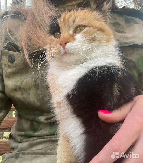 Кошечка Мурыся, отдадим в добрые руки