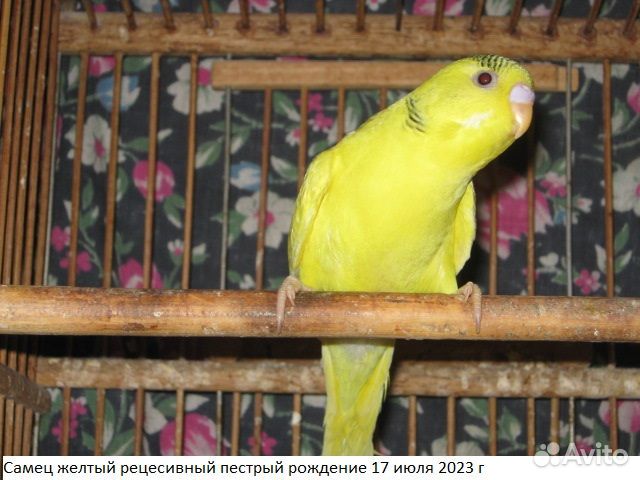 Молоденькие самцы волнистого попугая